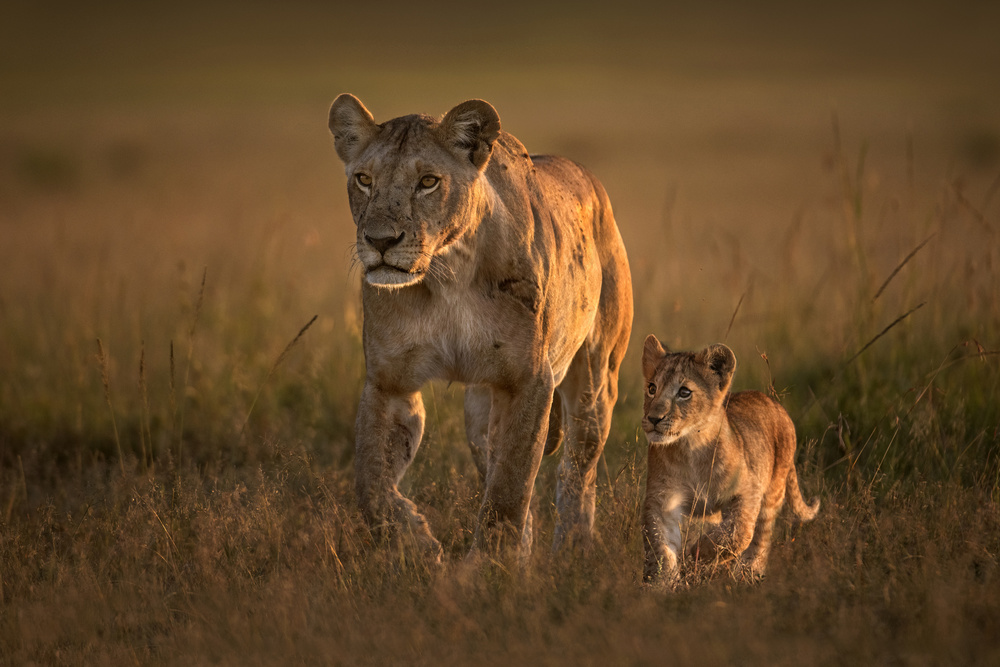 Mom lioness with cub from Xavier Ortega