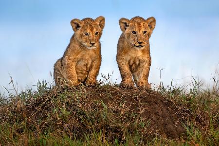 Curious lion cubs