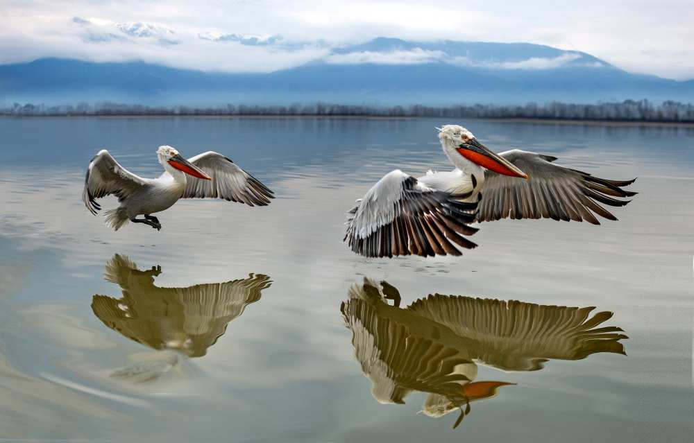 Pelicans flying from Xavier Ortega