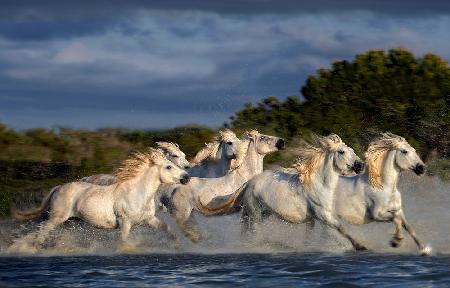 Horses running through the marsh