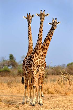 Three Headed Giraffe