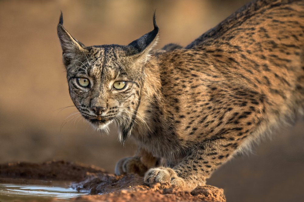 Wild Iberian Lynx from Xavier Ortega