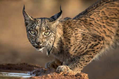 Wild Iberian Lynx