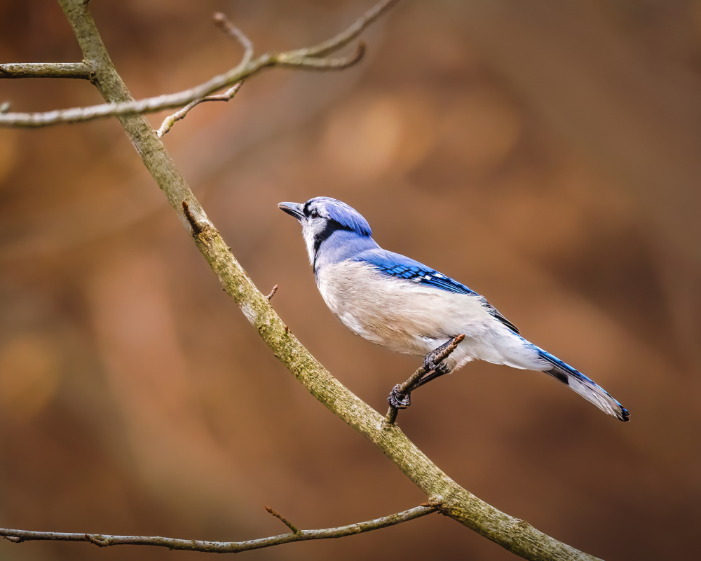 Blue Jay from Xiao Cai