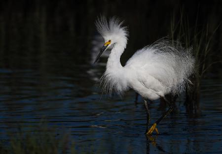 Snowy Egret