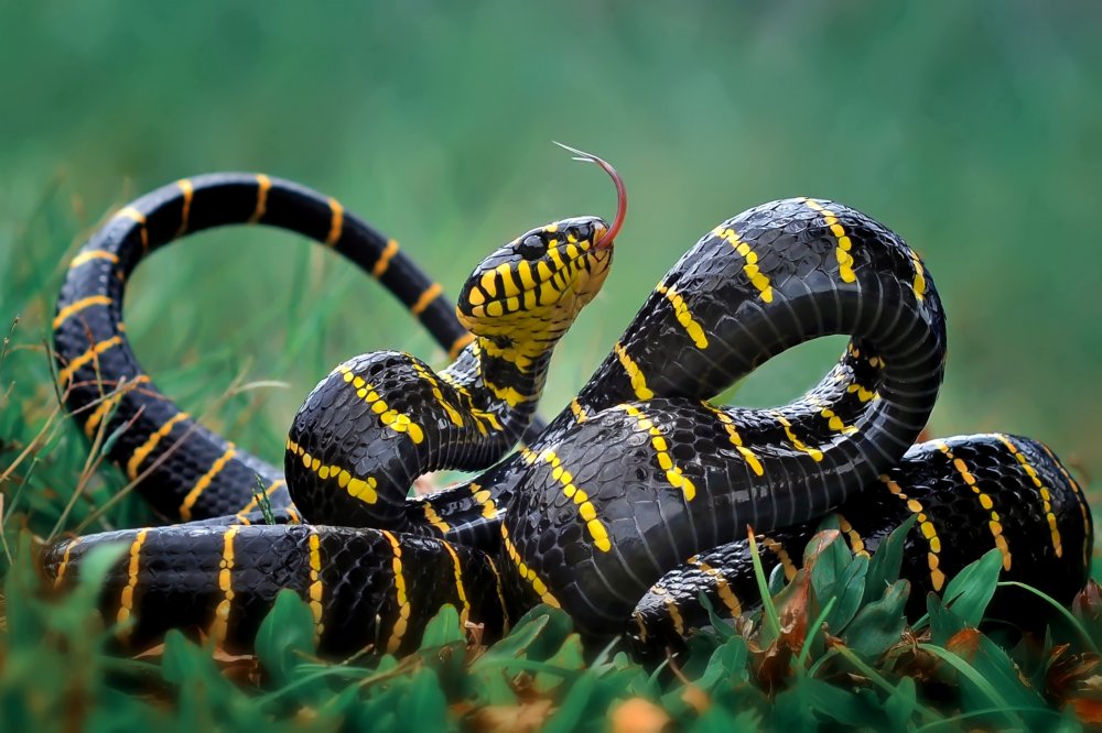 Gold-ringed snake from yan hidayat