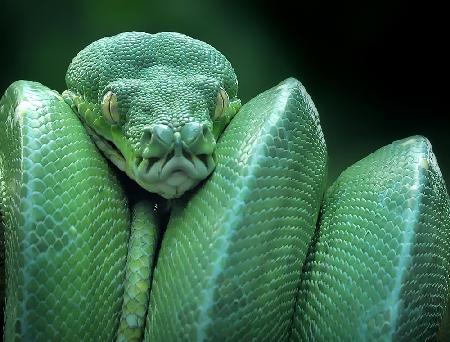 snake (GTP / Green Tree Python)