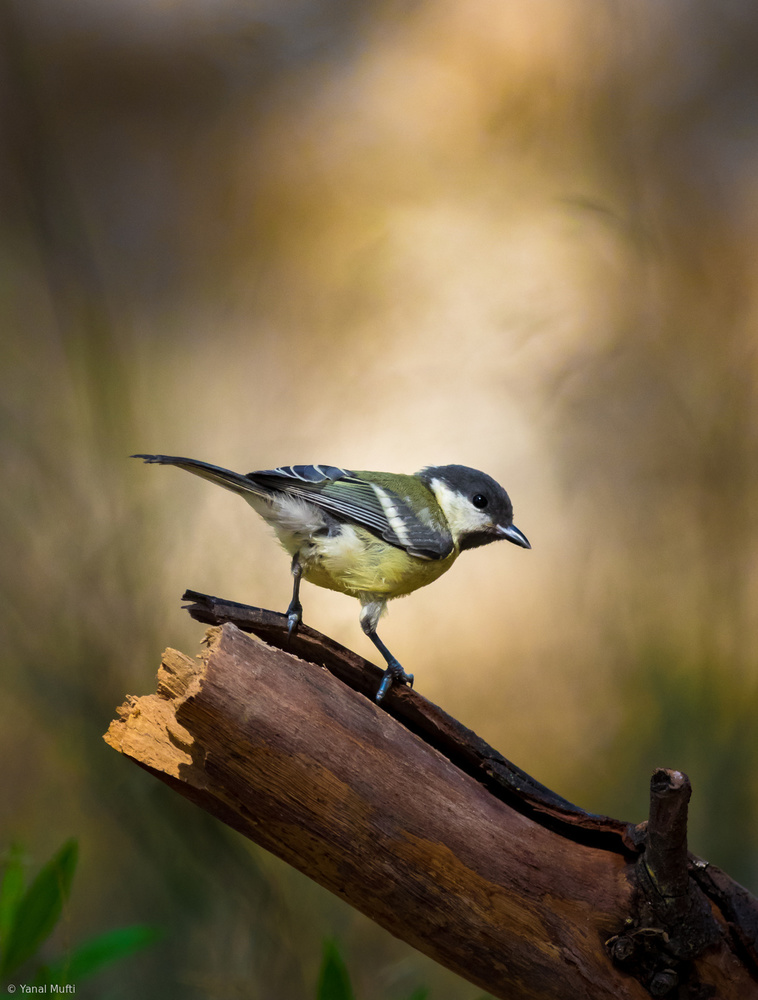 Great Tit from Yanal Mufti