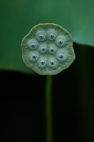 A lotus