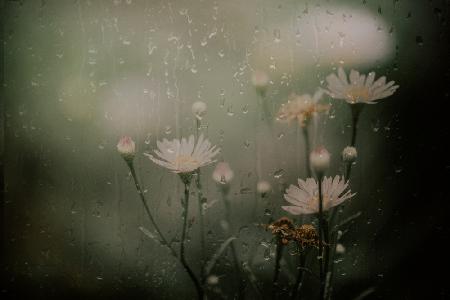 daisy in rain