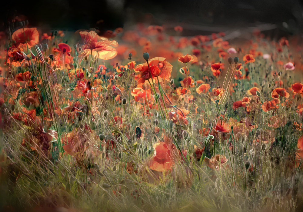 poppies in daylight from YoungIl Kim