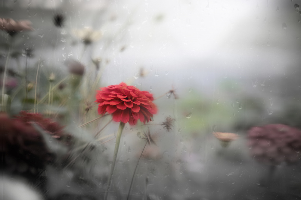 potrait of autumn from YoungIl Kim