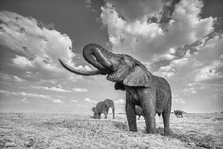 Elephant drinking