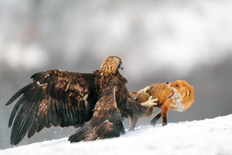 Golden eagle and Red fox from Yves Adams