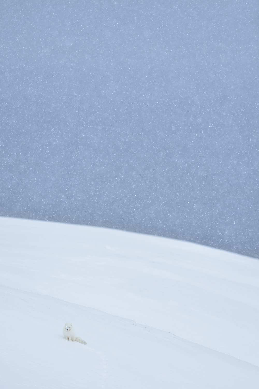 Snowy arctic fox in Svalbard from Yves Adams