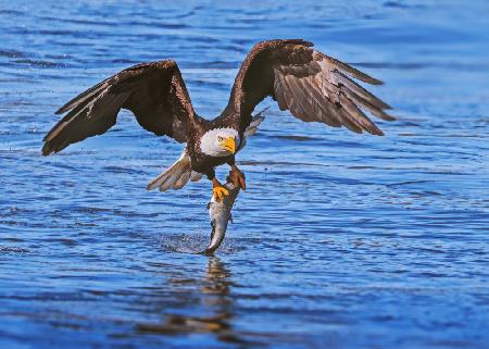 Eagle in Action